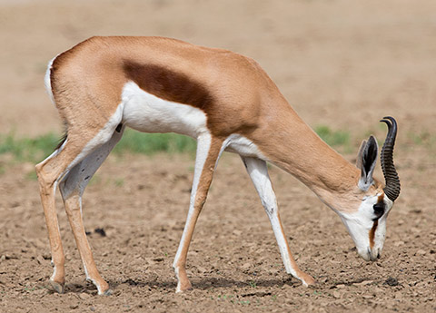 Springbok male